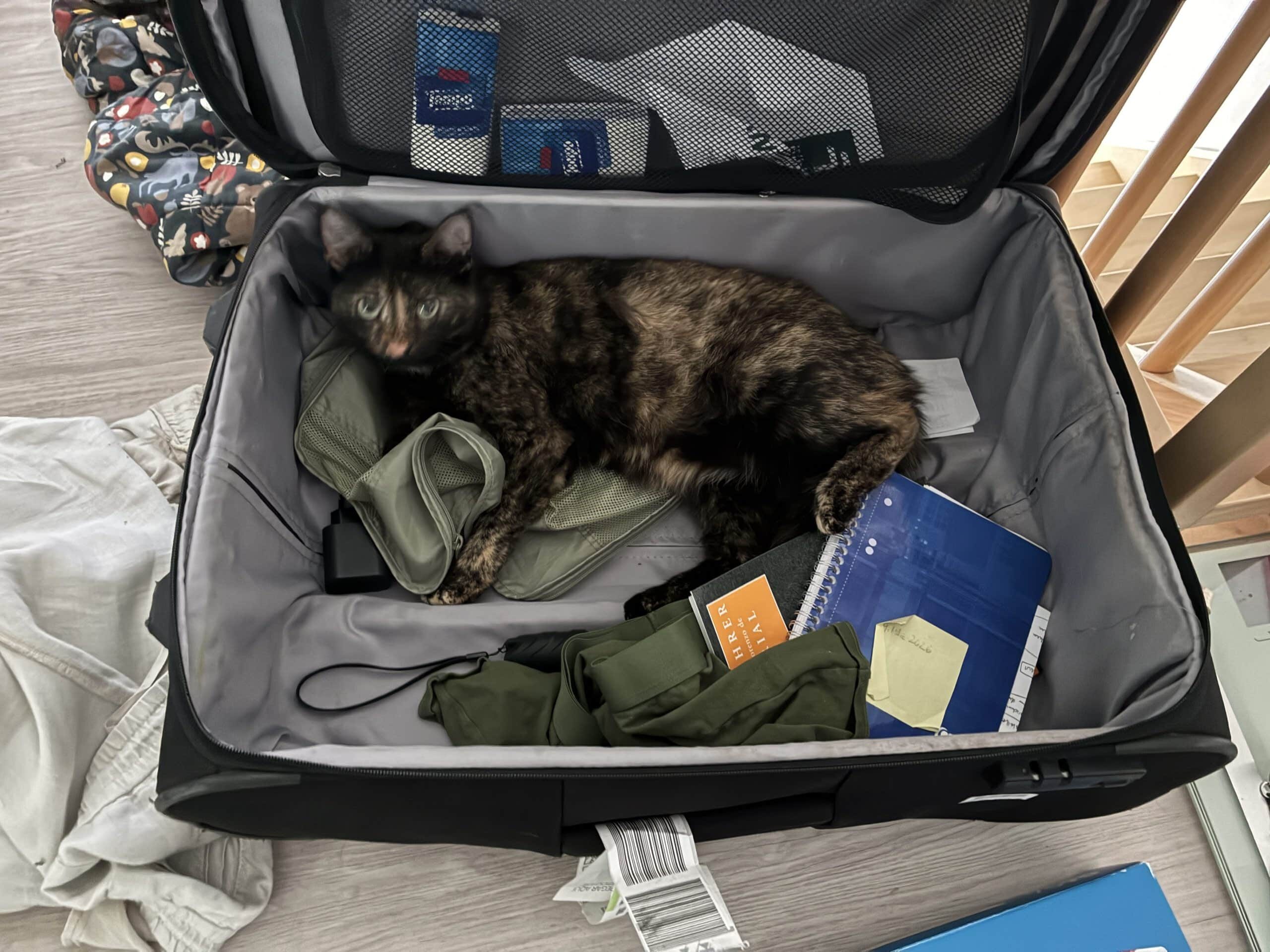 Während die Katze schon mal den kompletten Sonntag im Koffer gechillt.