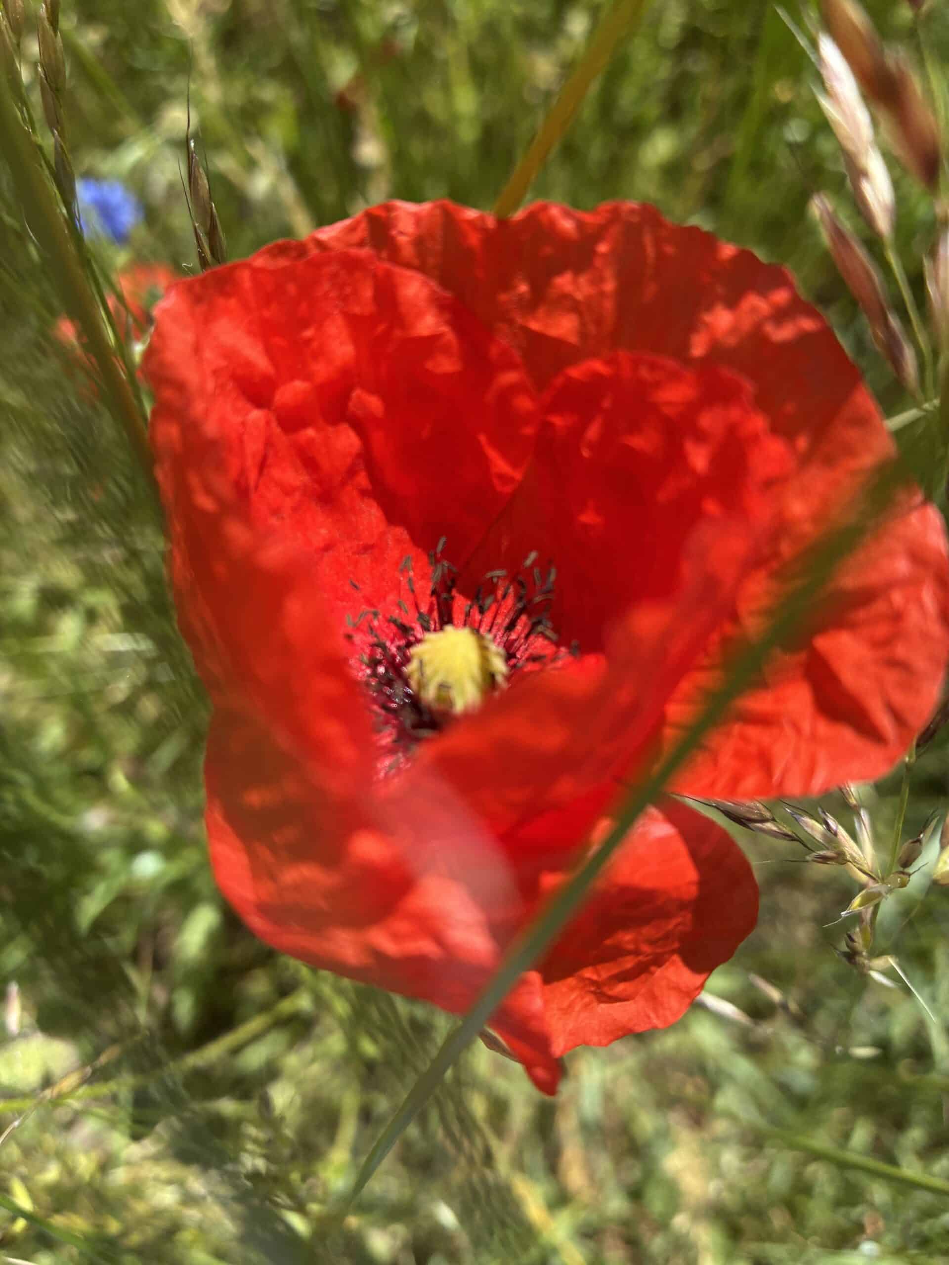 Am Vormittag gehen wir dann spazieren und sehen den Mohn blühen.