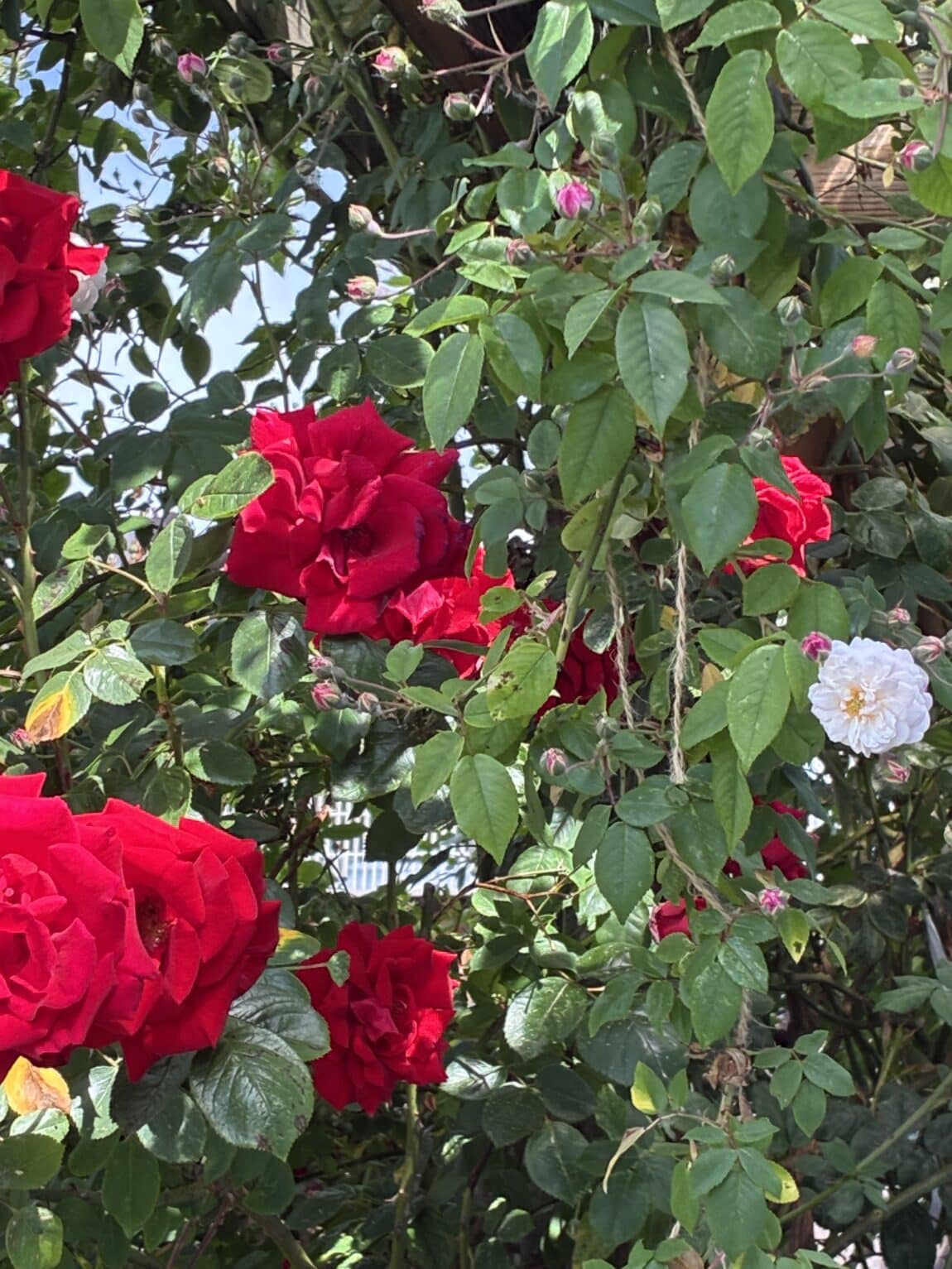 Ich liebe meine Rosen.