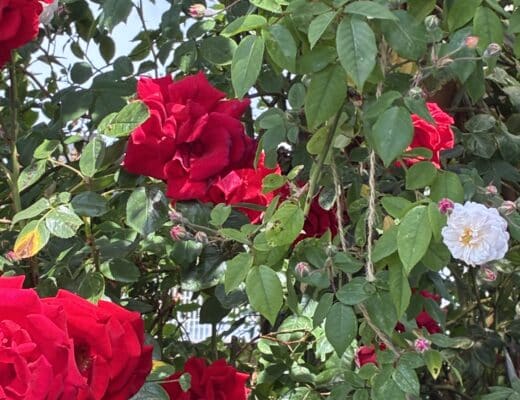 Ich liebe meine Rosen.