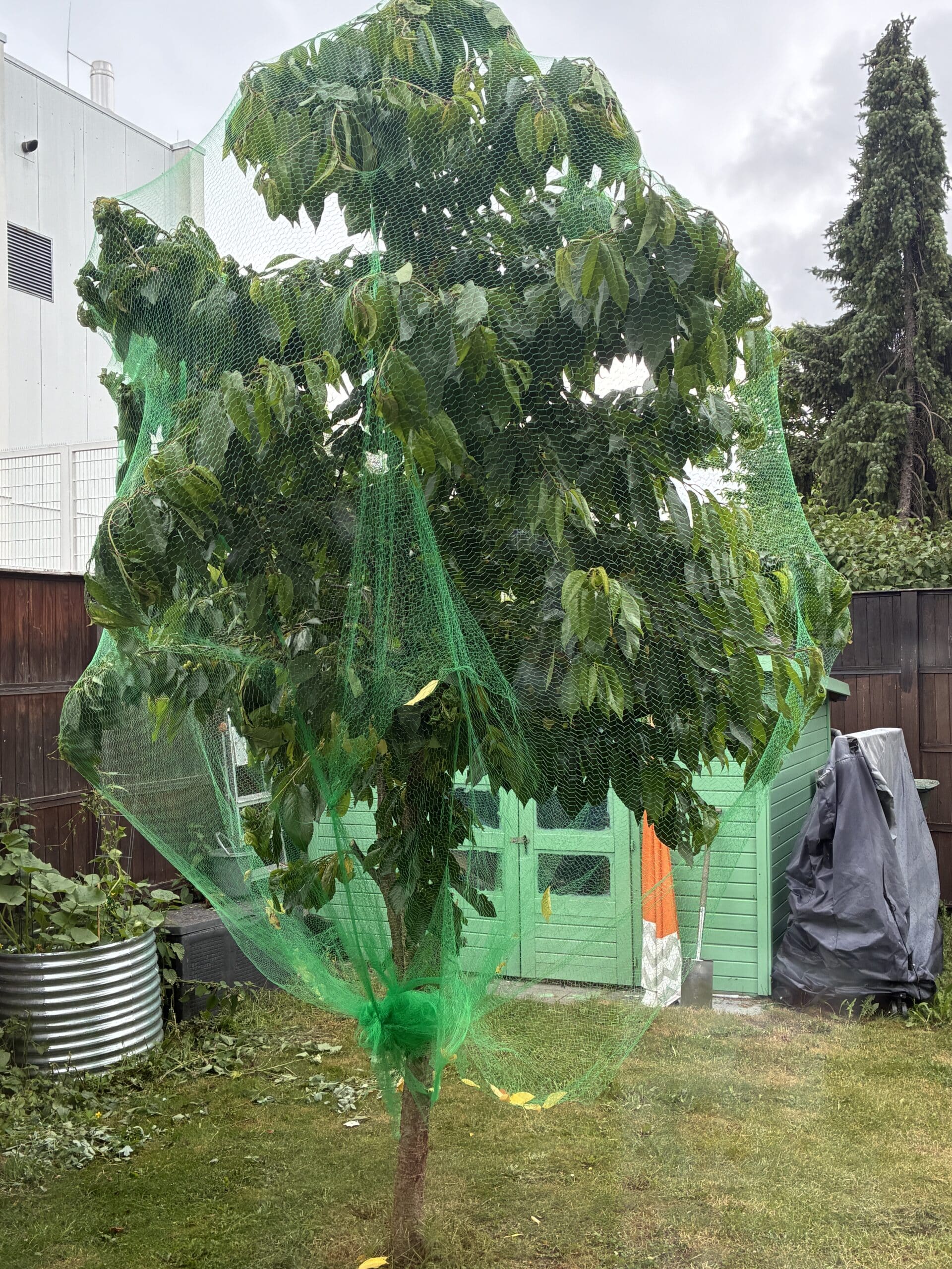 Wir müssen den Kirschbaum noch ein wenig nachjustieren. Aber er ist jetzt safe.