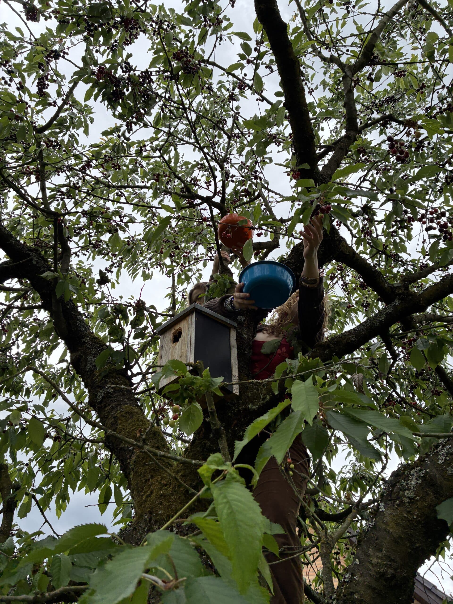 Danach geht es zu den Großelterrn in den Garten. Dort steigen wir heute in den Baum und pflücken Kirschen.