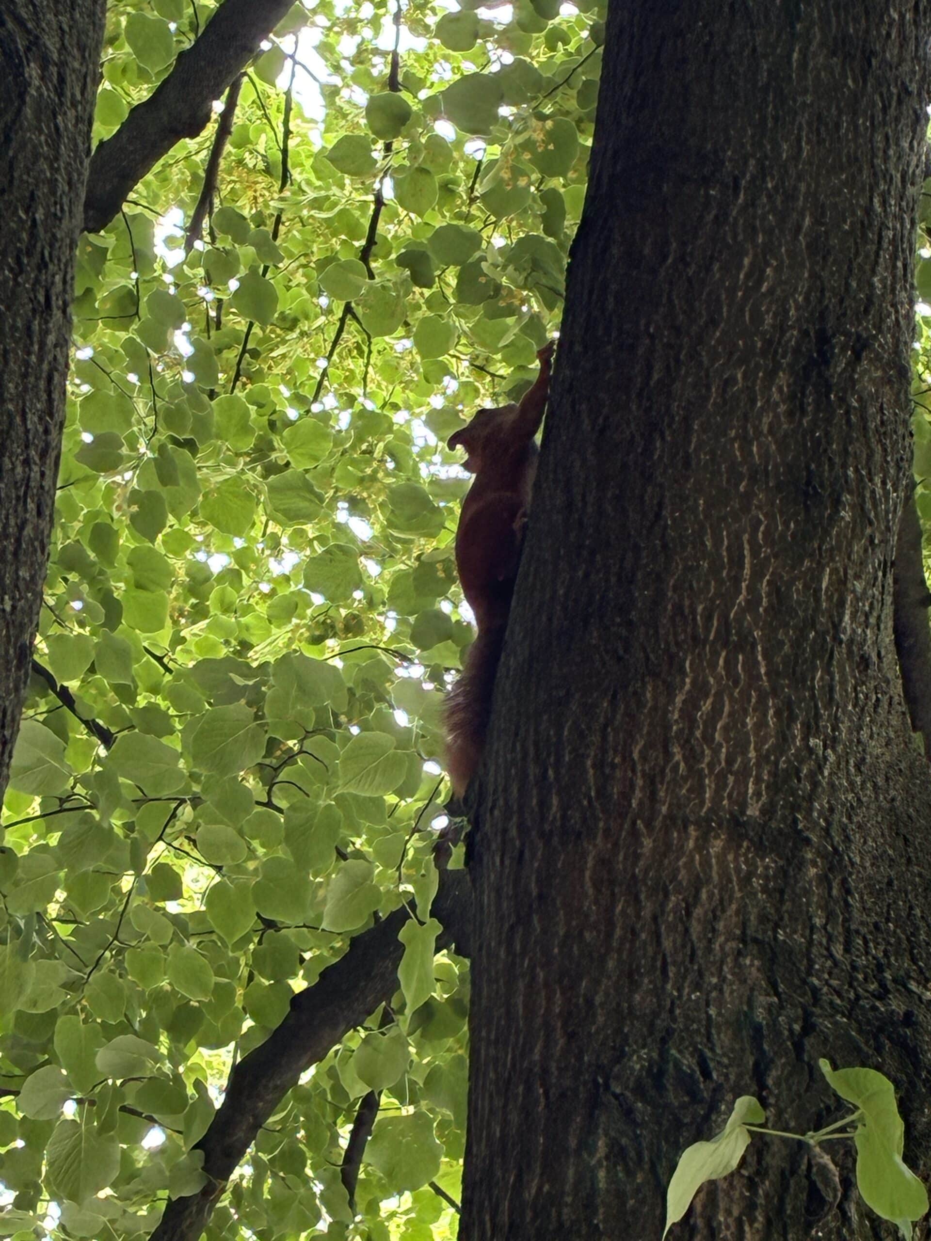 #8 Danach erstmal ein Eichhörnchen gesichtet und beobachtet.