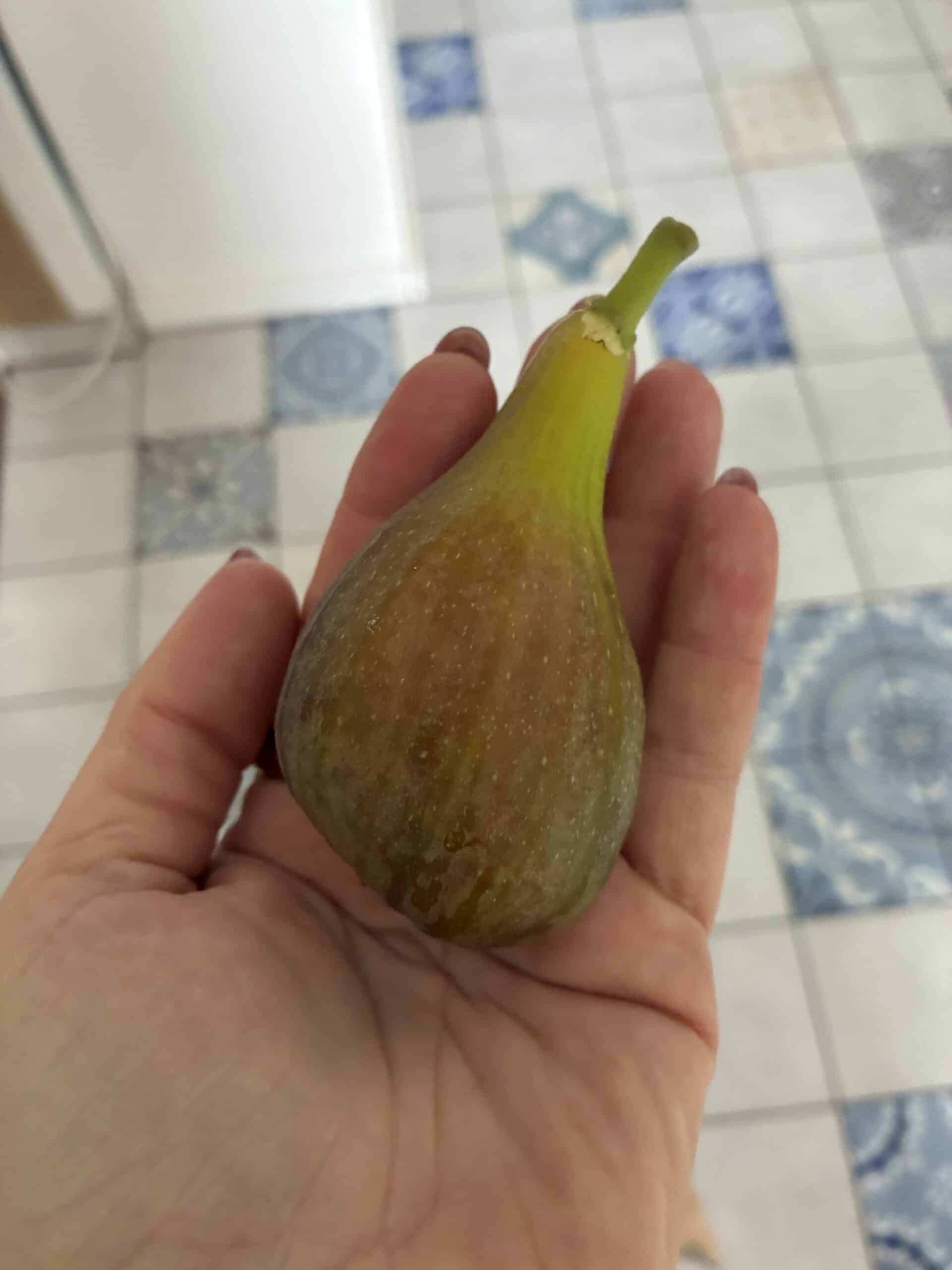 Ich fahre eine Freundin besuchen, sie hat einen Feigenbaum im Garten. Wahnsinn! Gleich mal eine mitbekommen und einfach gegessen. Verrückt diese Gartensachen.