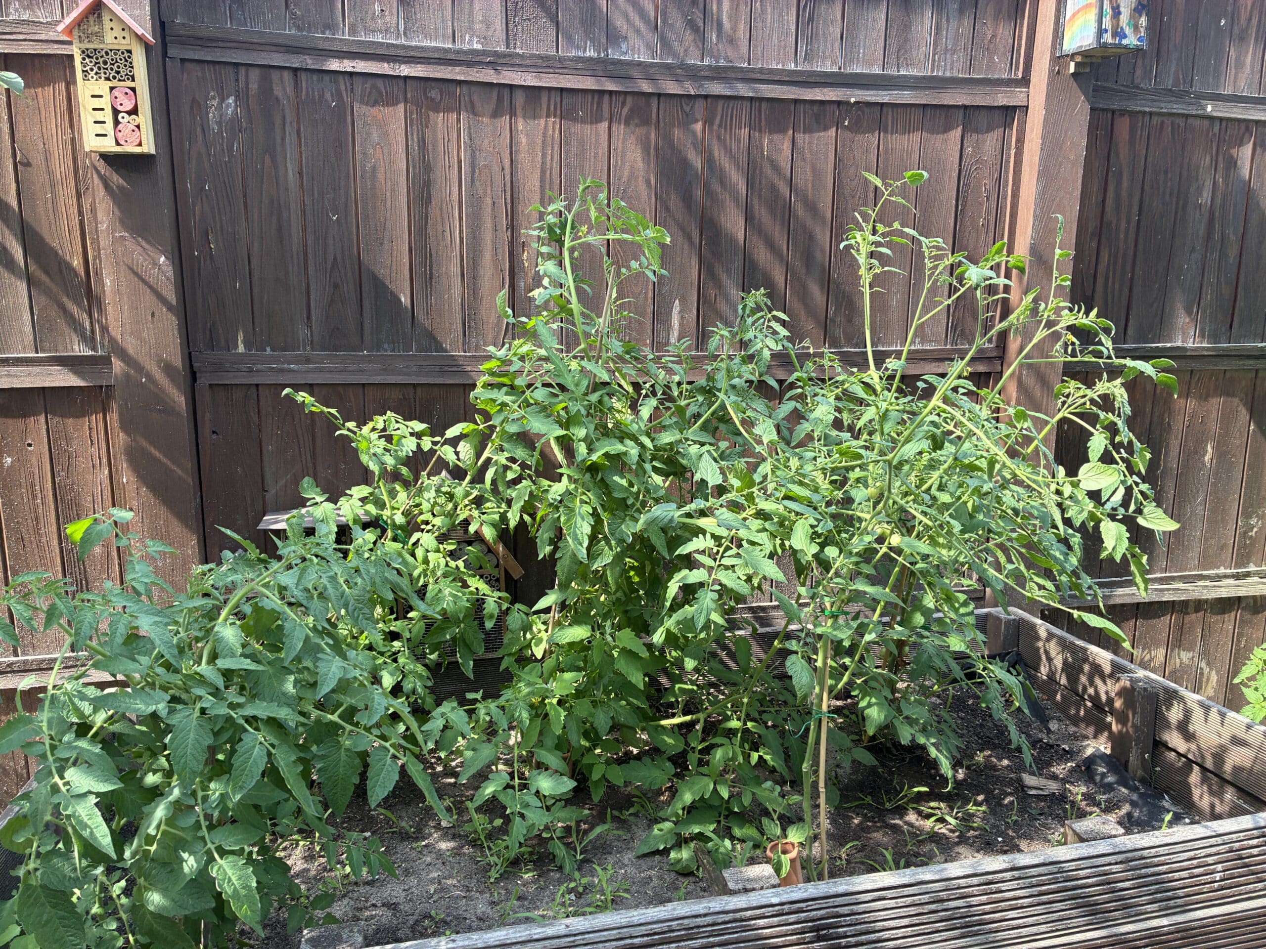 Dann müssen noch die Tomaten beschnitten werden, die sind irgendwie echt gewuchert.