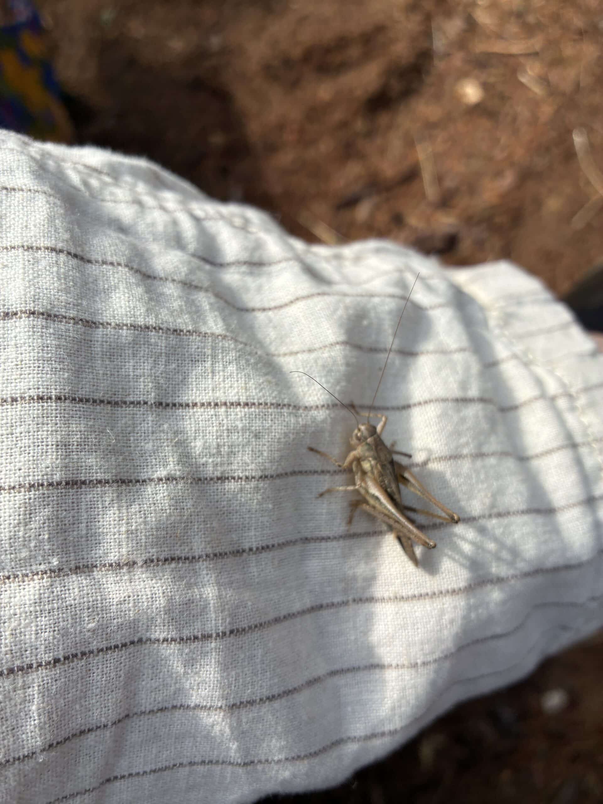 Im Wald treffen wir dann allerlei Freunde aus der Natur.