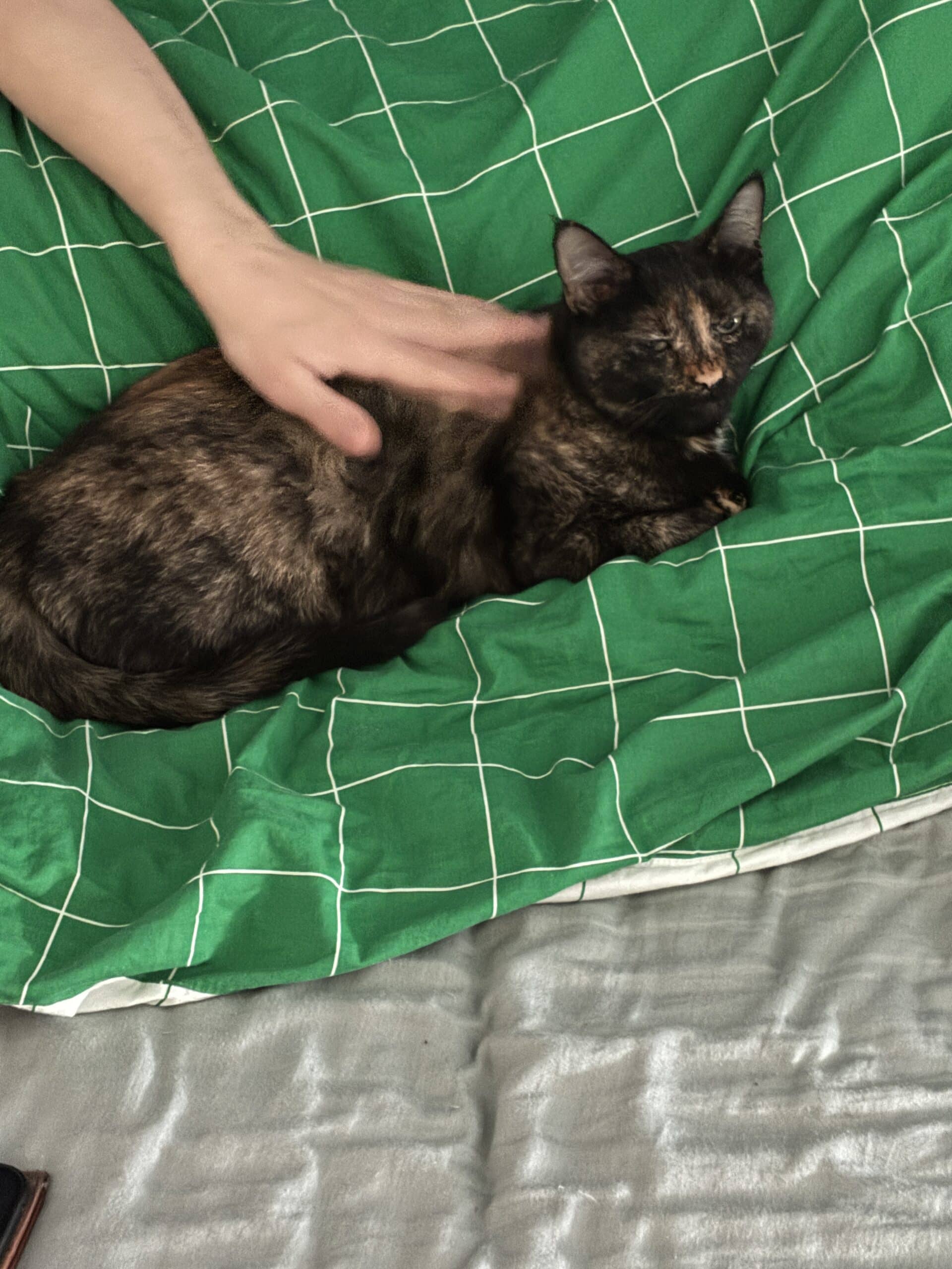 Hallo Sonntag. Die Katze ist schon mal wach.