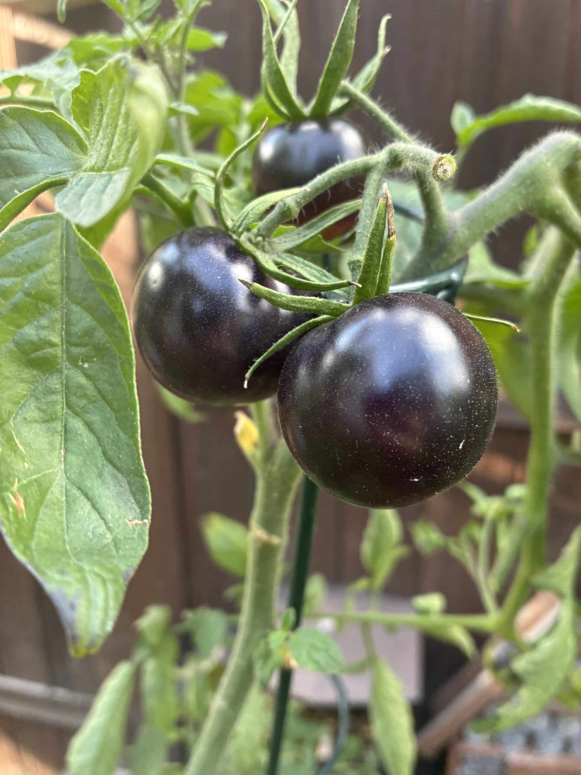 Nach einem trüben Vormittag geht es in den Garten.