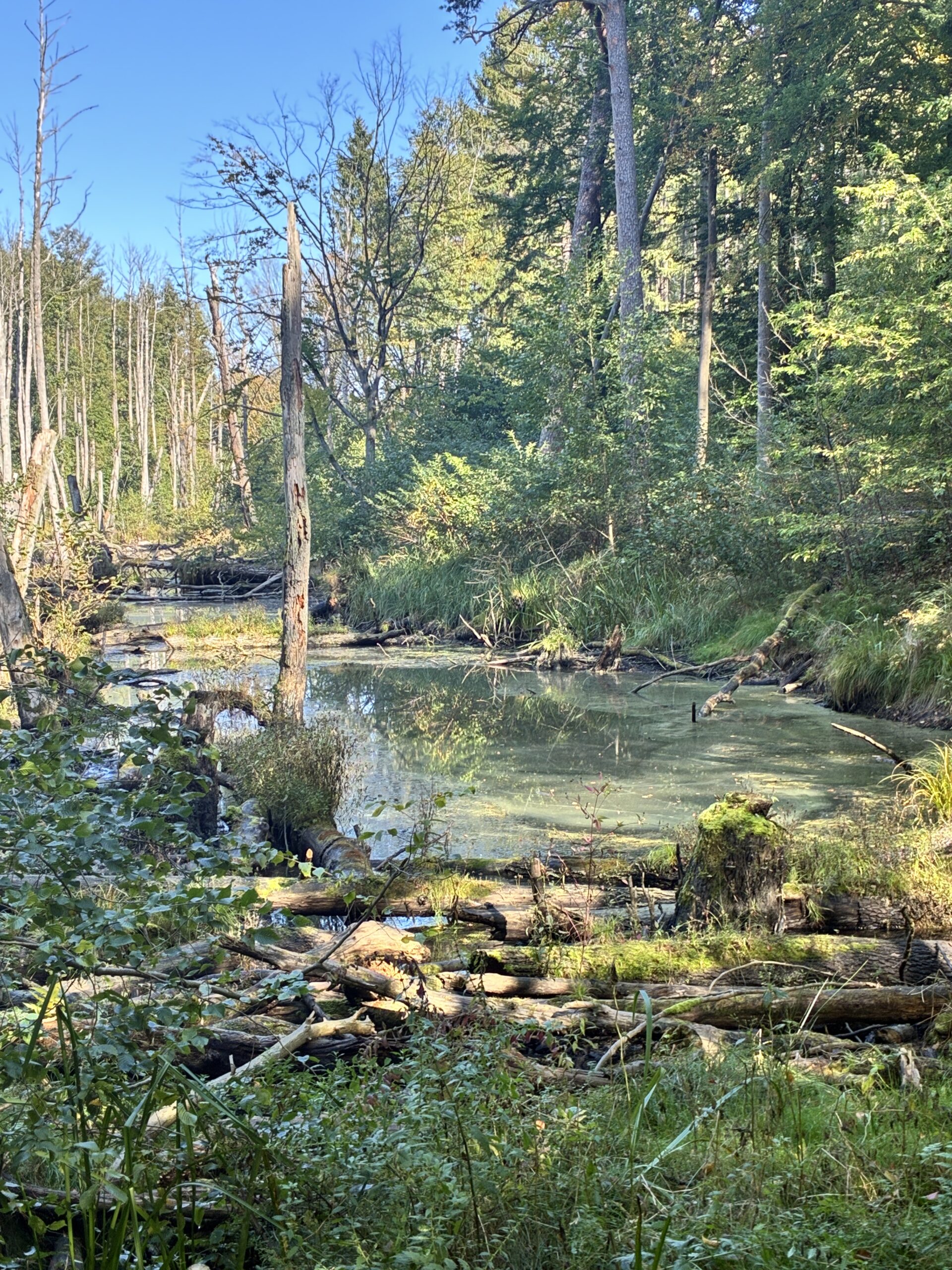 und treffen Freundinnen zum Spaziergang im Wald. Hier stehen wir an der Briese.