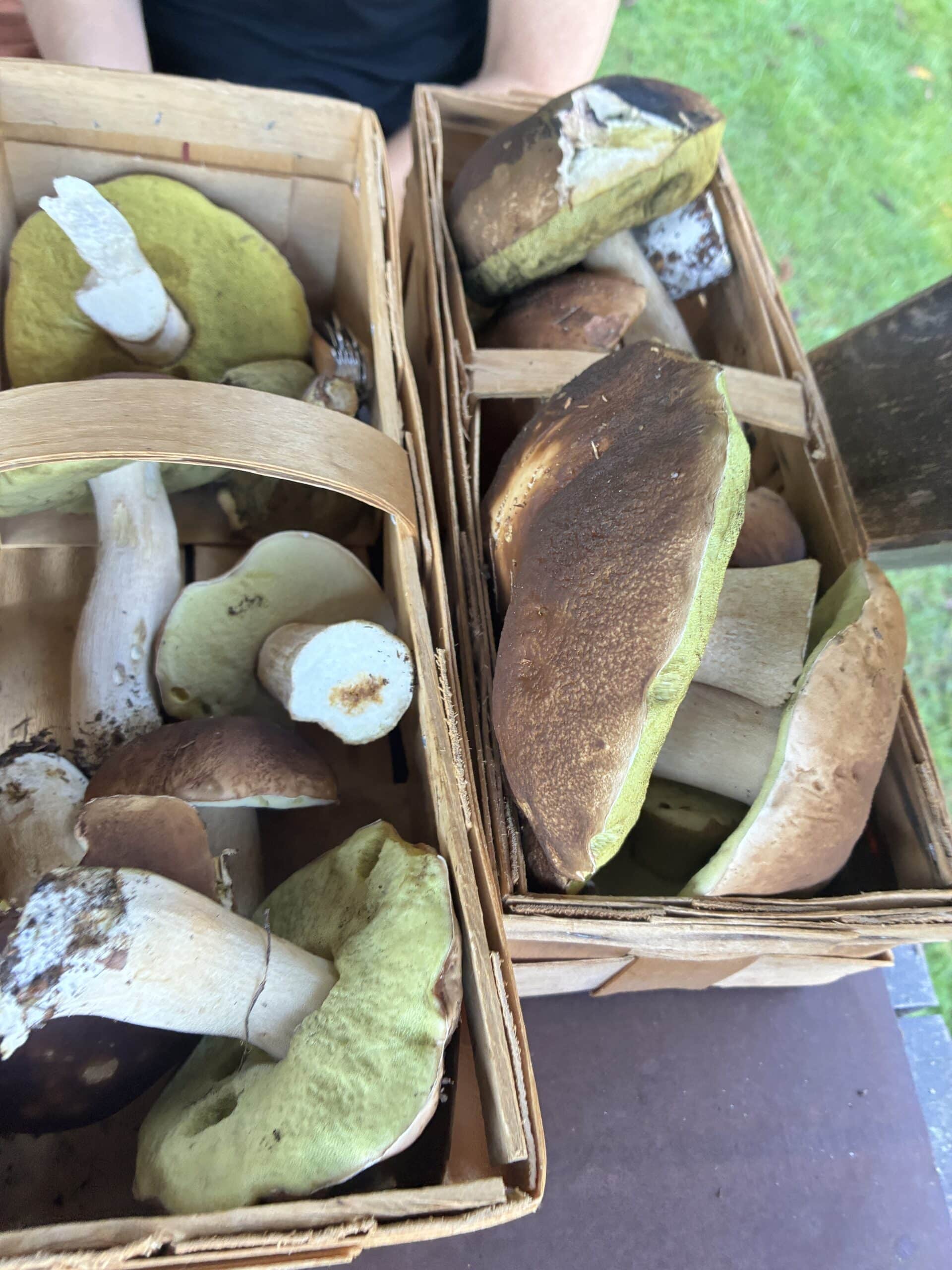 Wir finden Pilze und es ist ein schöner und sonniger Tag.