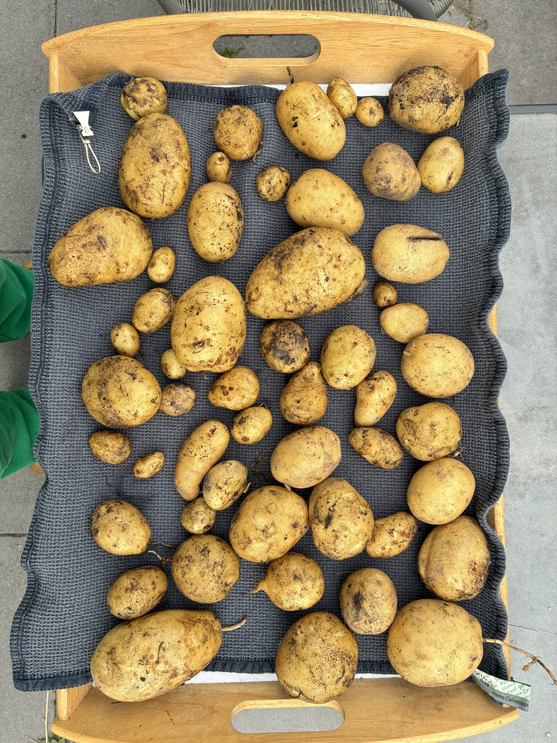 Dann grabe ich Kartoffeln aus, aus unserem Kartoffelfeld.